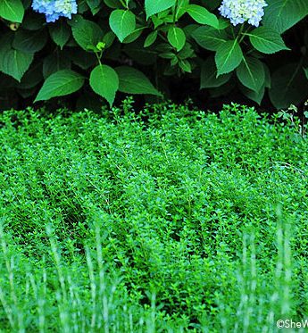 Tips for Growing Thyme